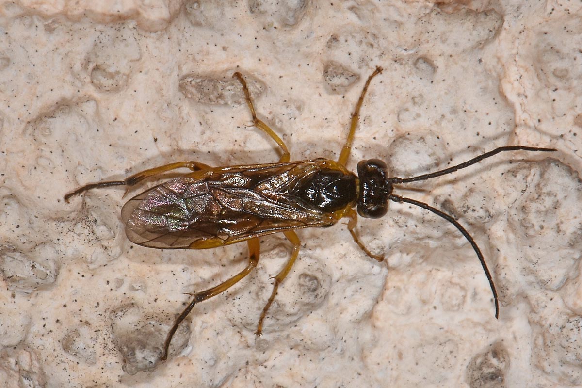 Tenthredinidae N 4: Nematinae, cfr. Pteronidea myosotidis